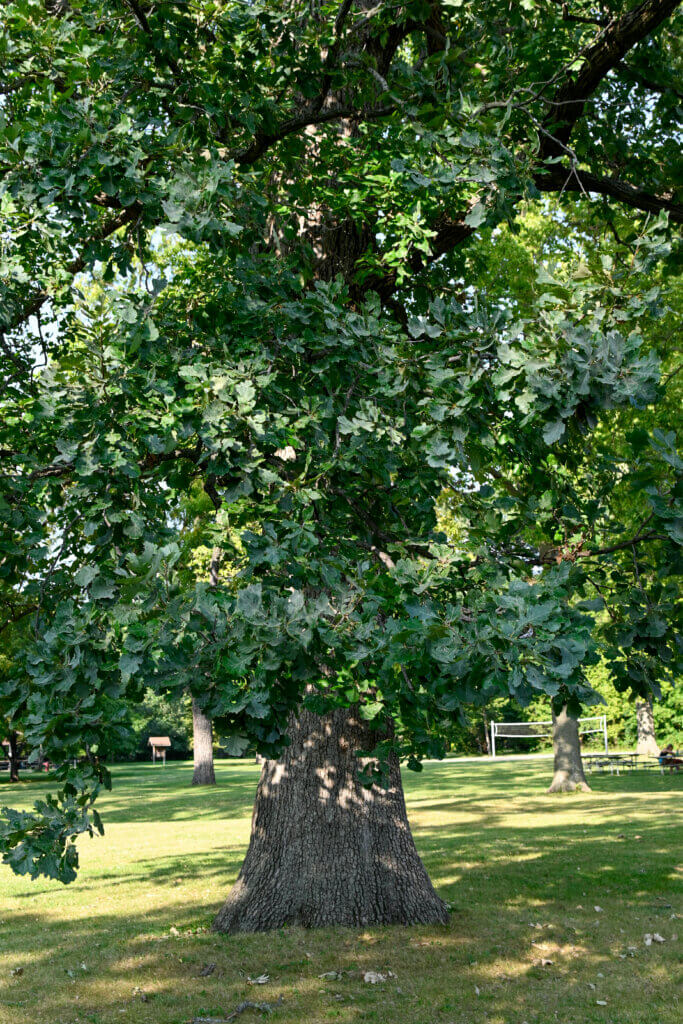 A mature Bur Oak Tree