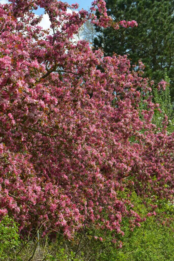 A Flowering Crabapple tree in full bloom