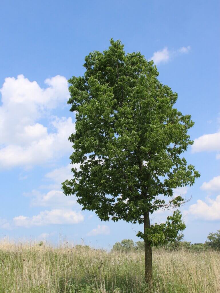 Single common hackberry tree in a field
