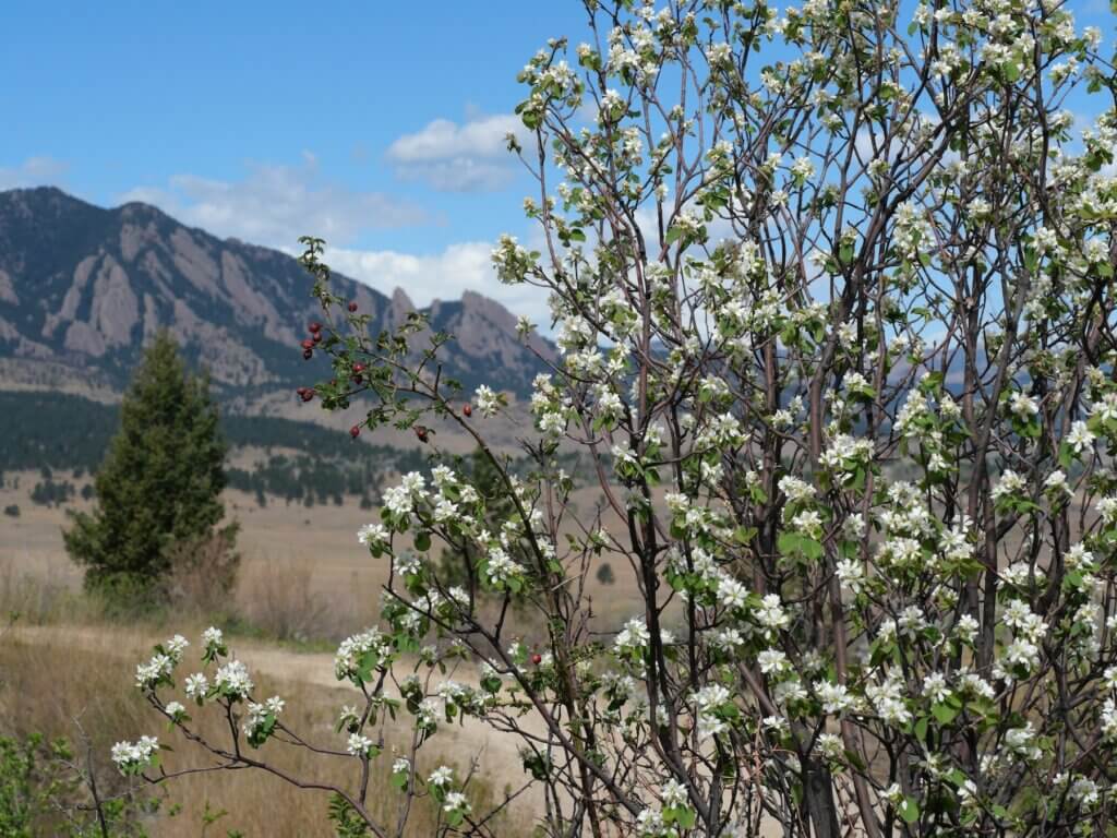Serviceberry Tree with White Blossoms and Red Berries, Flatirons Mountains in Boulder Colorado