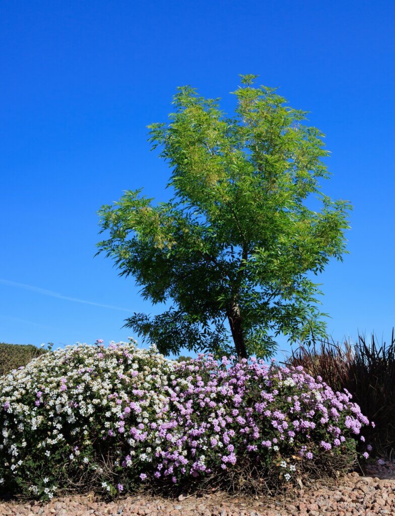 Blooming desert native Lantana Montevidensis or Trailing Lantana and Thornless Honey Locust (Gleditsia triacanthos var. inermis) in desert-style xeriscaping